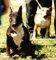 English Bull Terrier Club