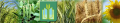 Plant Production Institute nd.a. V.Ya.Yuriev of UAAS