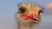 Ostrich farm SAVANNA