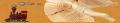 Wood toys